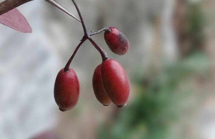 오미자 부작용 복통