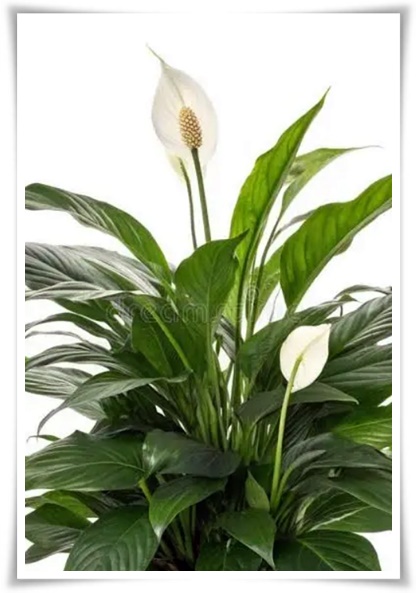 화초 &quot;리시안셔스&quot; 장미인 듯 장미 아닌 변치 않는 사랑의 꽃!