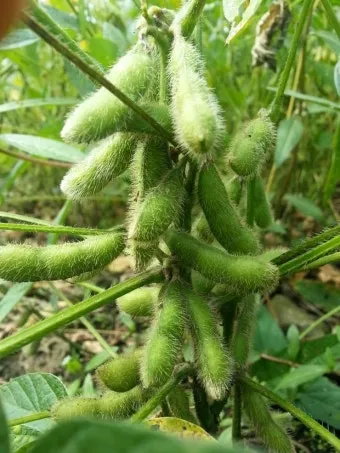 콩 재배 파종 깊이 잡초 억제 멀칭 가뭄 대비_5