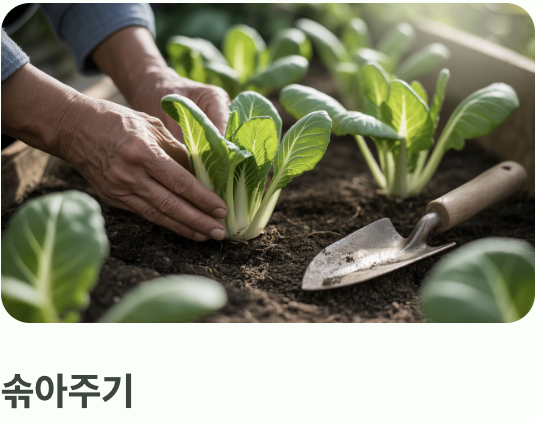 씨앗부터 시작하기 (파종과 솎아주기)