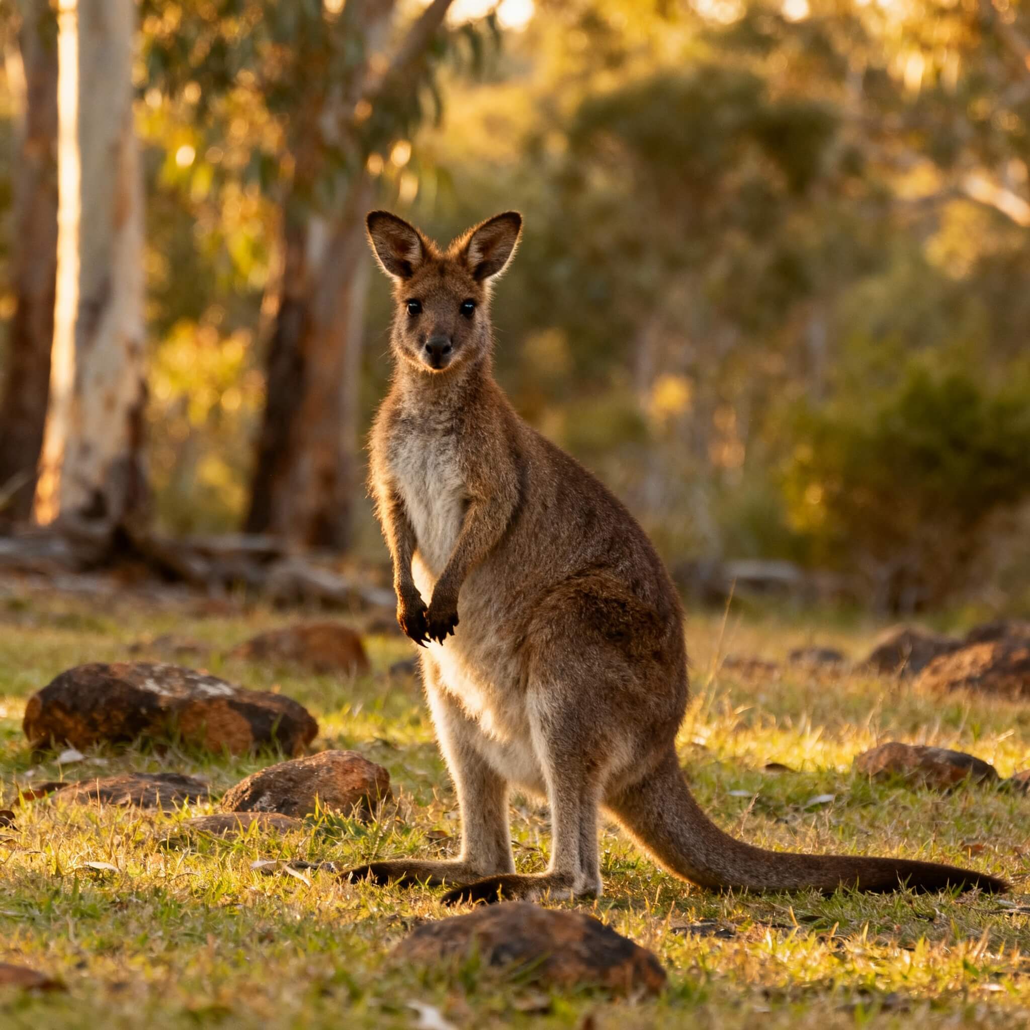 월라비(Wallaby) 반려동물 관리법