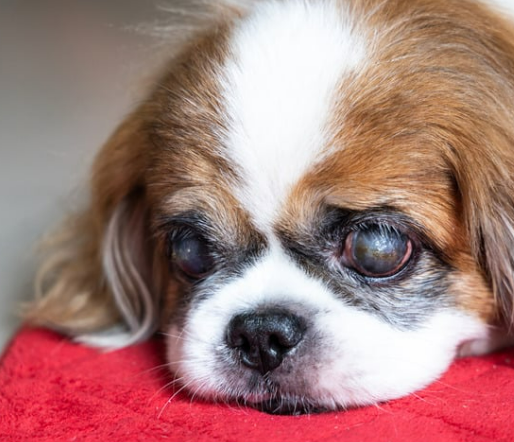 강아지 백내장 수술비용 현실은? 증상·예방법 보호자 가이드