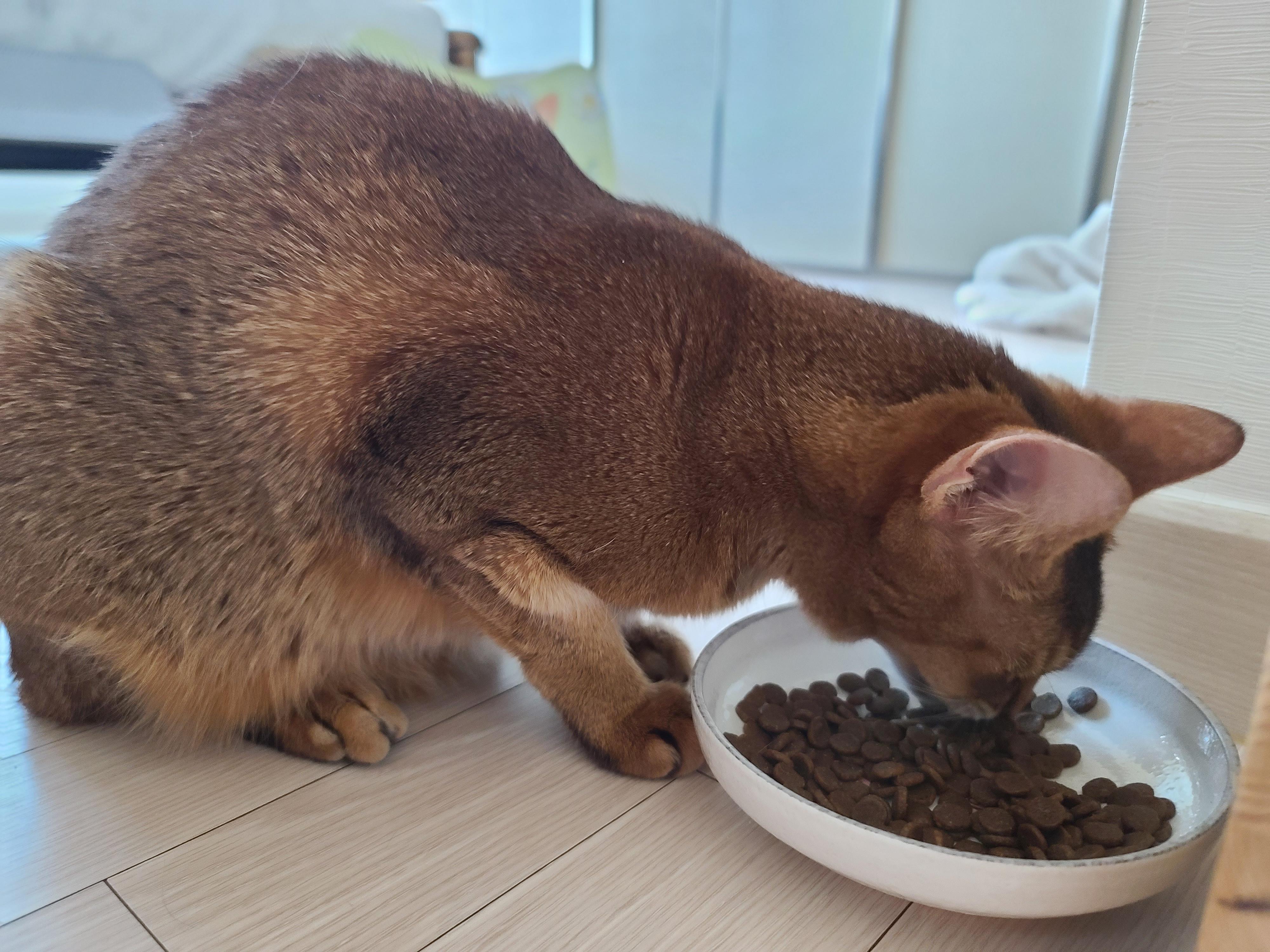 아카나 그래스랜드 캣. 고양이들에게 새로운 사료를 테스트해봤다.