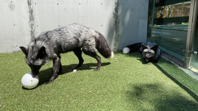 울산대공원 동물원의 새 식구가 된 은여우 한 쌍이 공을 가지고 장난을 하고 있다. 울산시설공단 제공