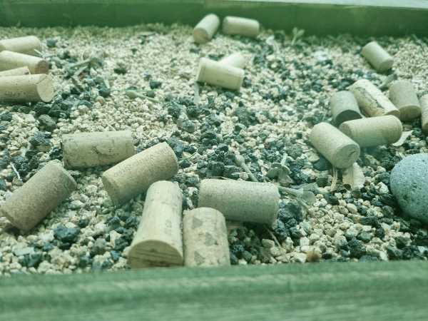 일산뽀모도로 파스타맛집