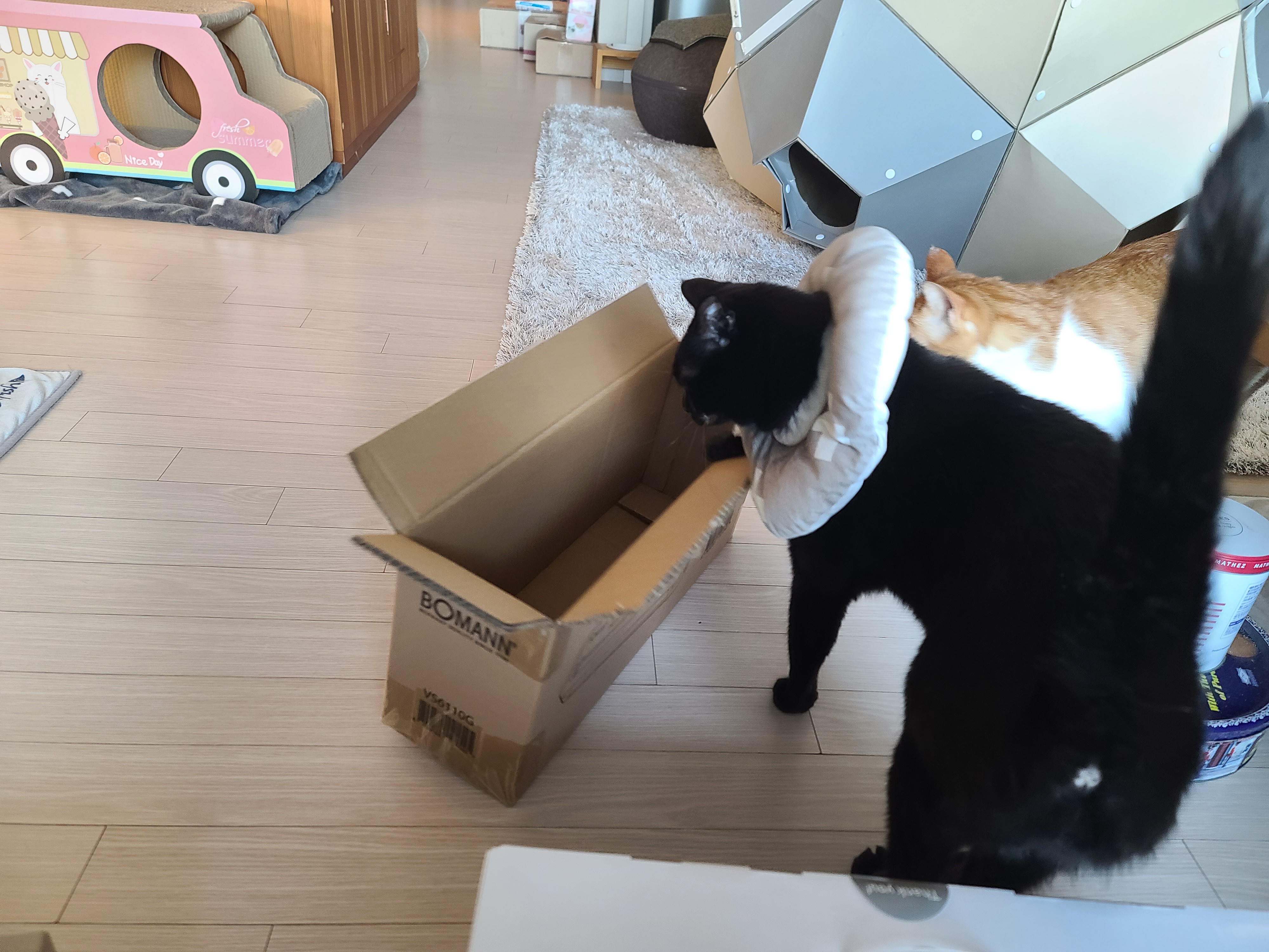 고양이들 사료를 소분할 가정용 진공포장기를 샀다.