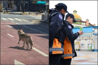 늑구 포획 현상금 청주 암컷 AI사진 총정리