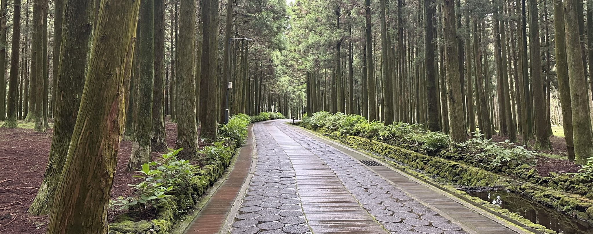 절물 휴양림 산책로