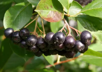 아로니아 효능 및 영양소&amp;#44; 먹는 방법