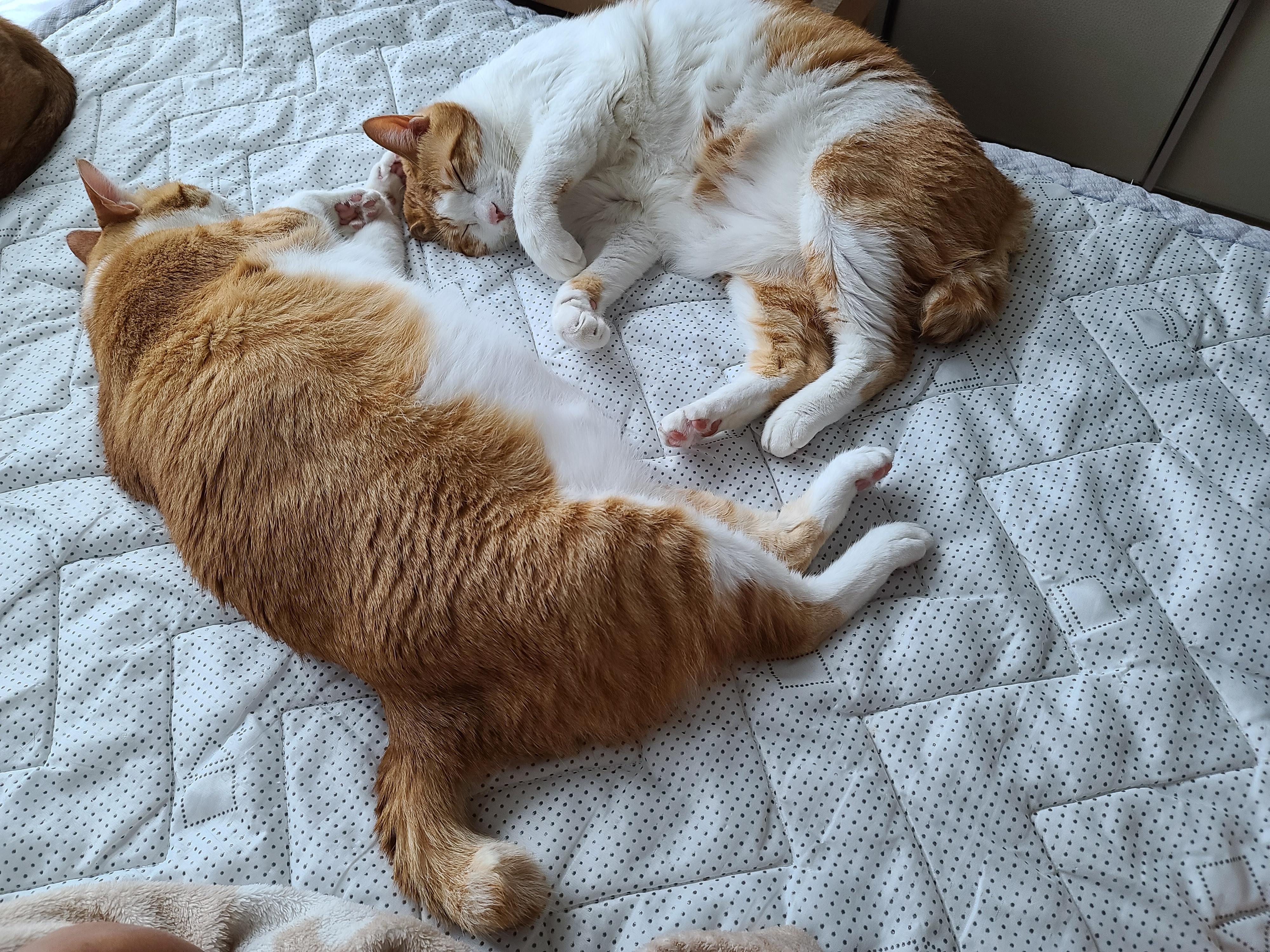 치즈형제의 다정한 낮잠. (feat.아비시니안 루나와 질투대마왕 건이)