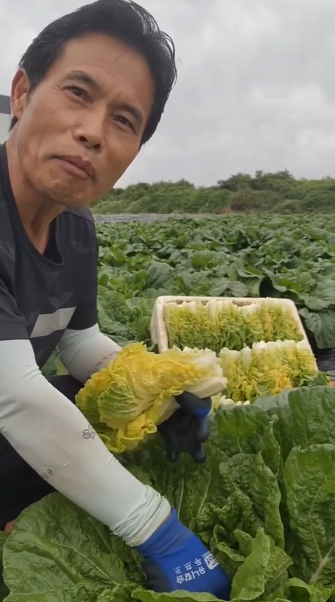 솔바위농장 배추 