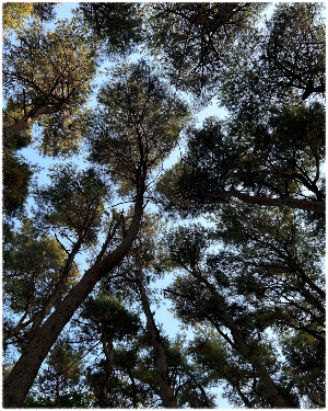 마니산 치유의 숲