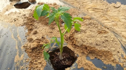 토마토-방울토마토-흑토마토-모종-심는방법-정식방법-모종심기