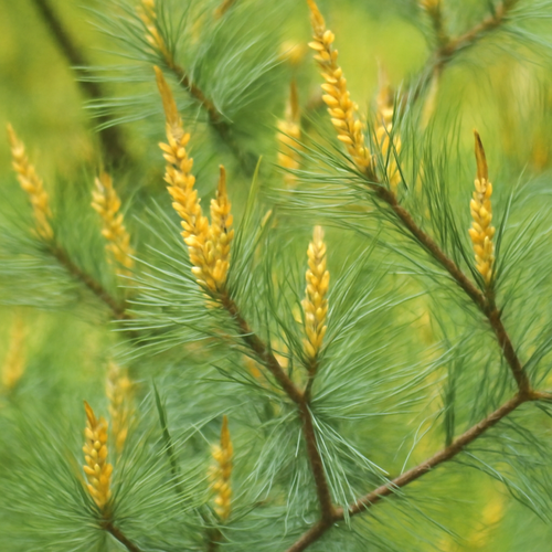 송화가루 효능, 부작용과 알레르기 반응 완벽 정리3