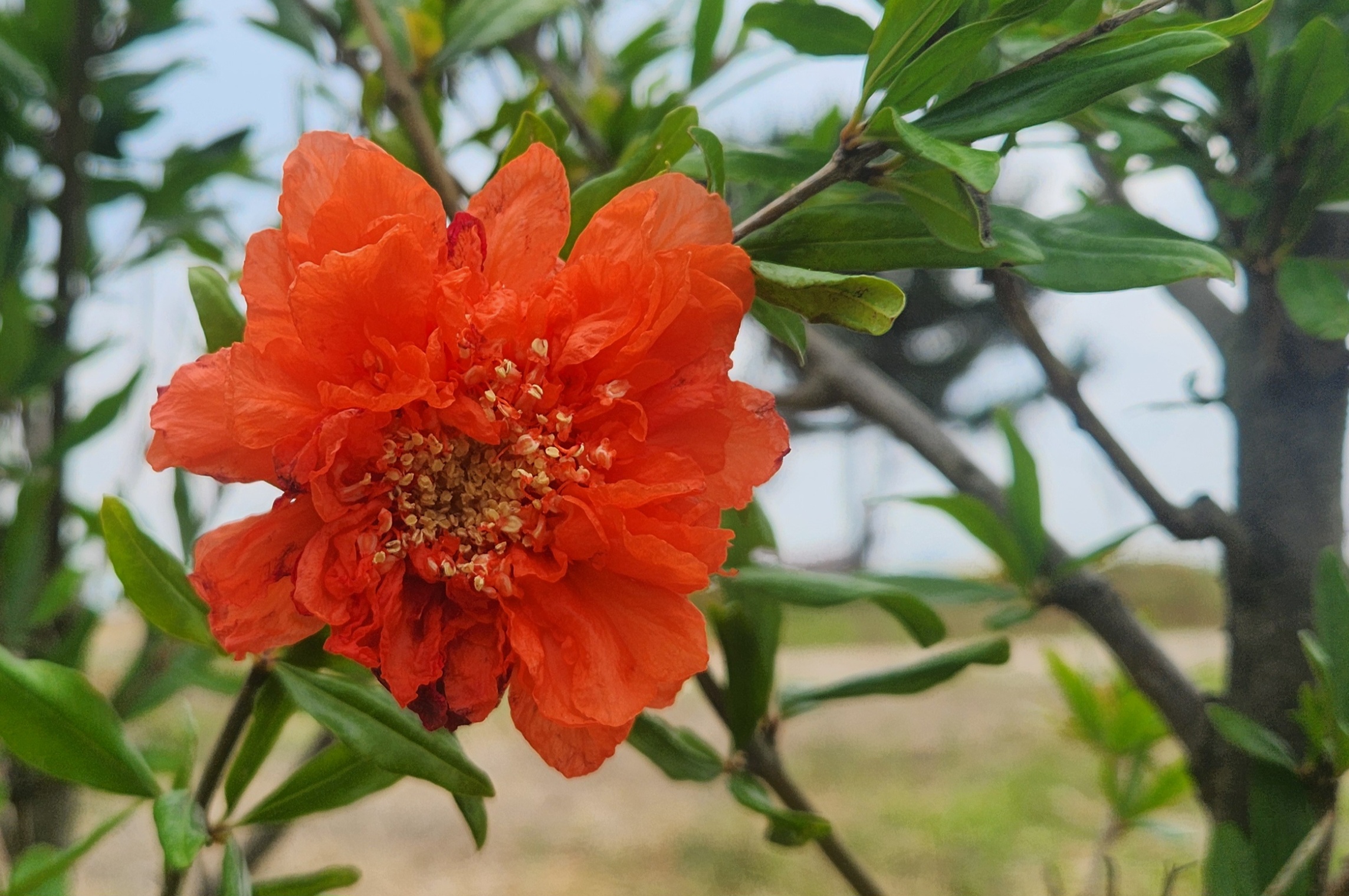 붉고 분홍빛이 감도는 석류꽃 클로즈업