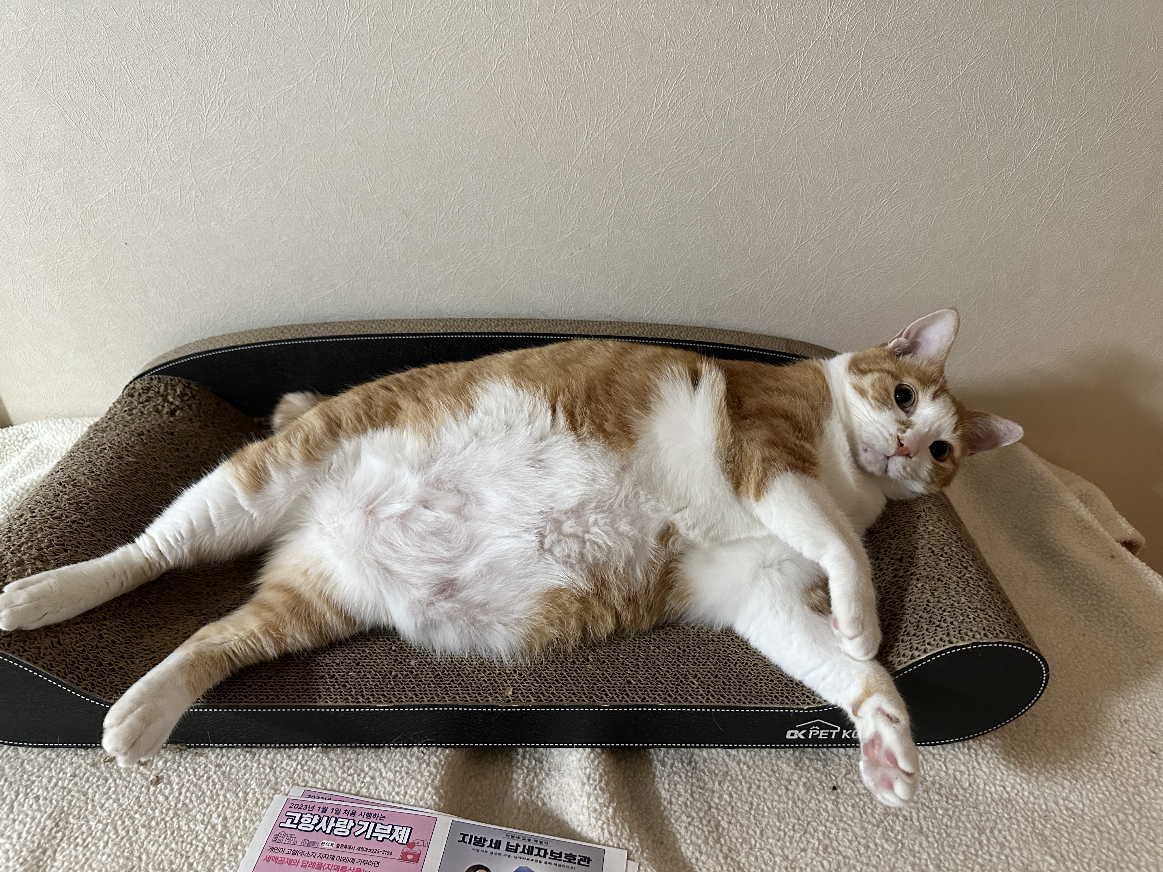 스크래쳐_위에_누워서_쳐다보는_치즈냥이_호야