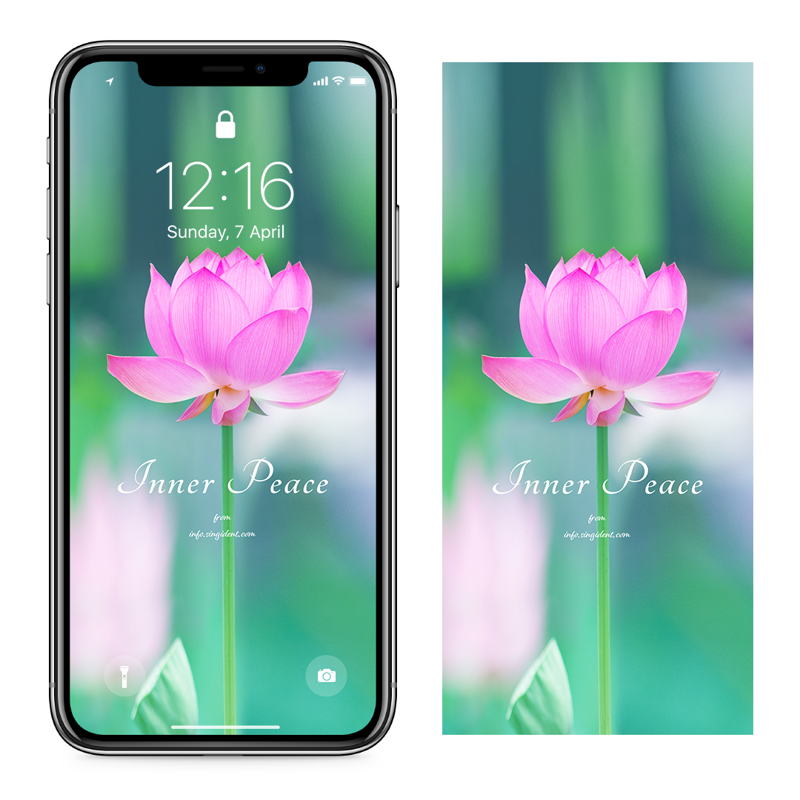 05 한 송이 연꽃 C - Inner Peace 연꽃배경화면