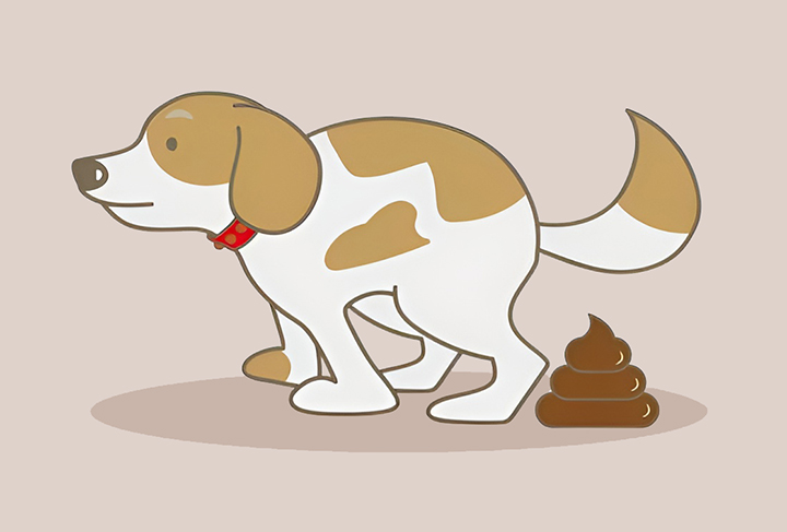 강아지가-배설하는-모습