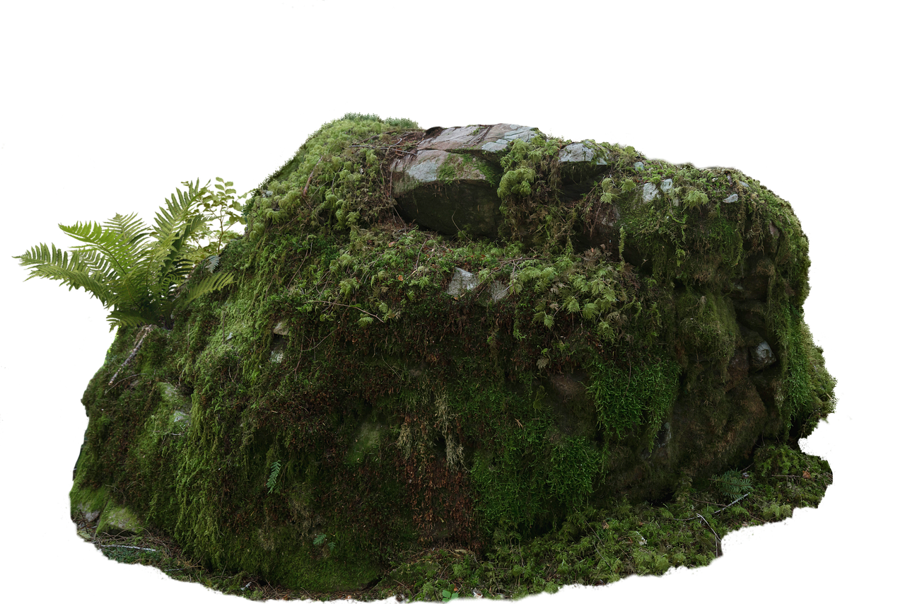 결석, 이끼, 양치류 이미지