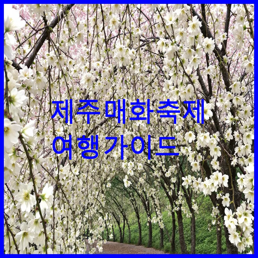 제주 매화 축제 여행 가이드