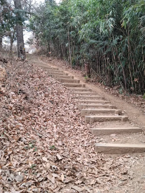 여물봉 산책길의 나무 계단과 그 옆으로 펼쳐진 울창한 대나무숲 (Wooden stairs on the Yeomulbong walking trail with a dense bamboo forest spreading beside them)