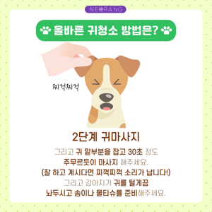 강아지 귀 청소