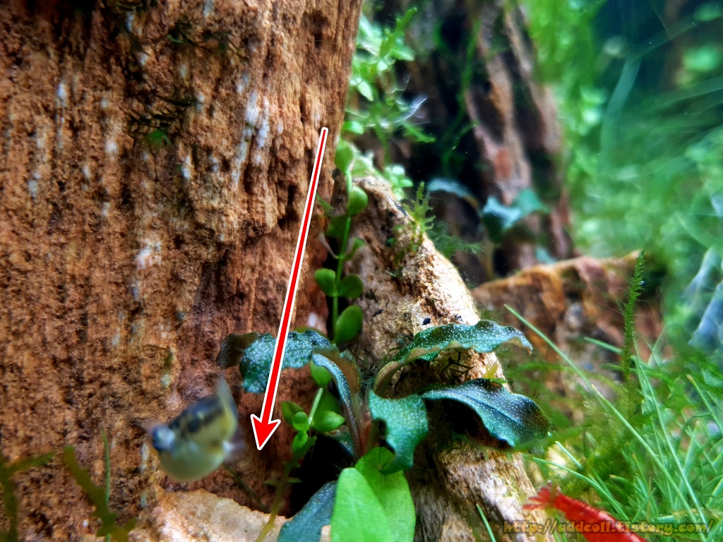 좁은 틈에 부세랑 미크란테뭄 몬테카를로