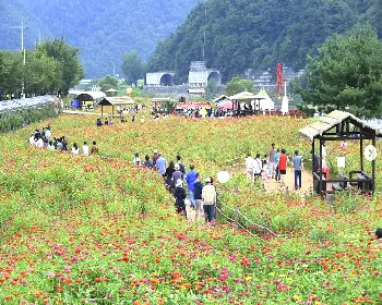 평창 백일홍 축제_7