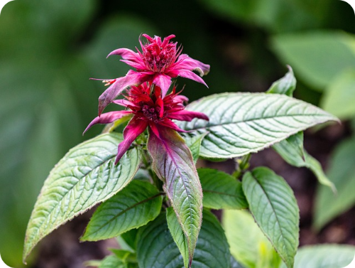 베르가못