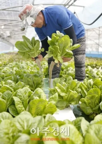 양상추 재배 결구 키우기 파종 시기 물주기 요령_32