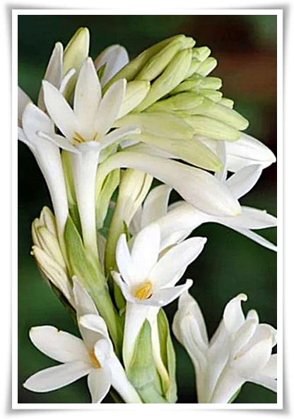 화초 &quot;튜베로즈&quot; 농염과 환락의 꽃내음, 달빛 아래 피어나는 월하향 향기의 마법!