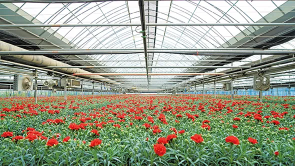 카네이션 재배 삽목 번식 거름 주기 연중 개화_7