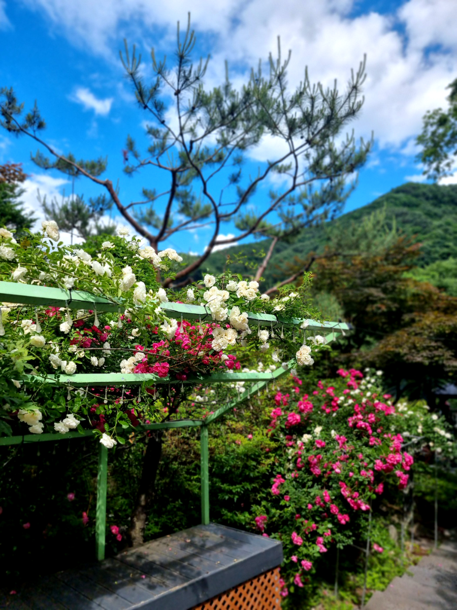 가평 타샤의정원251