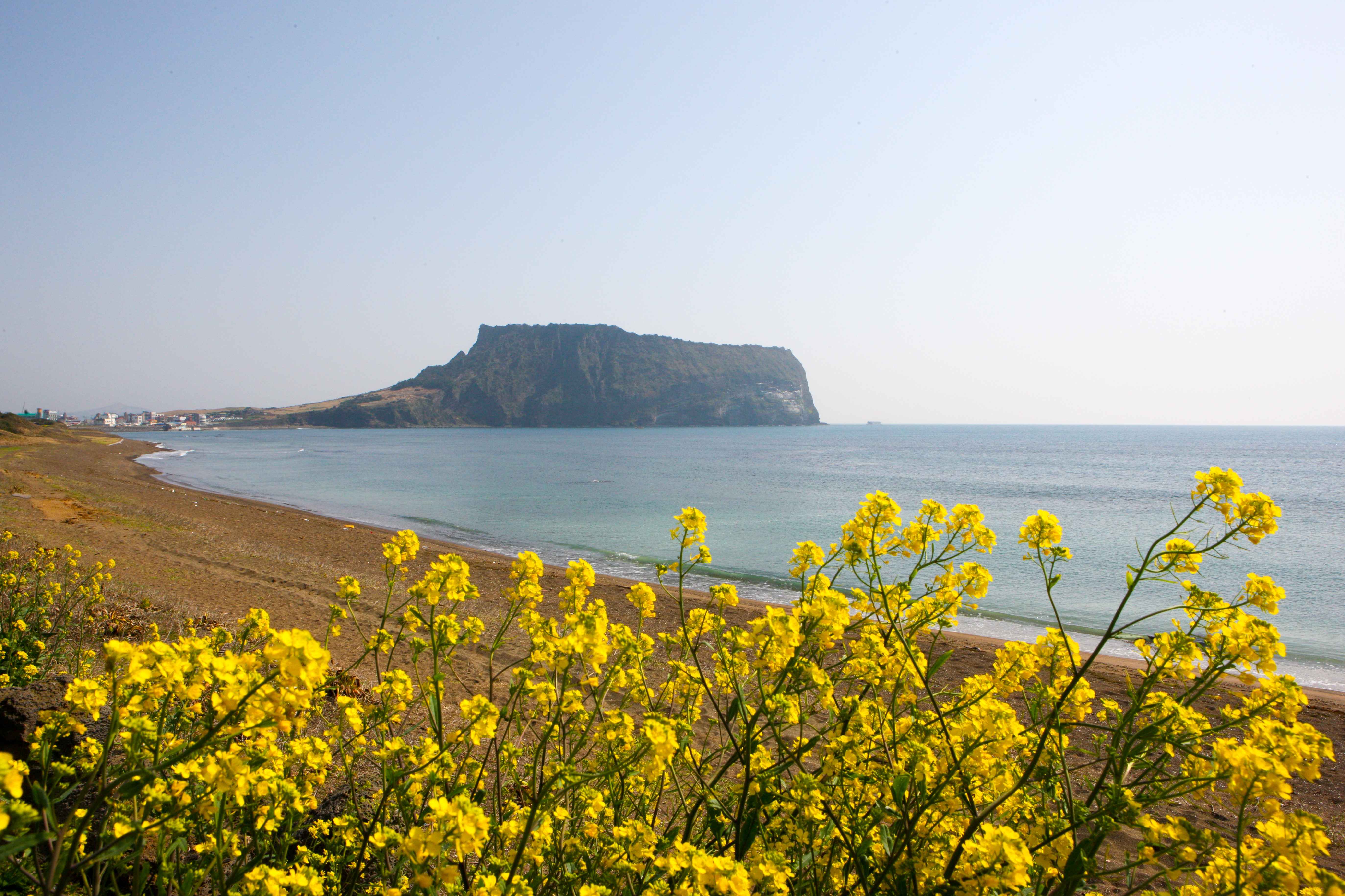 성상일출봉-유채꽃