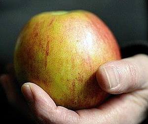 혈관에 좋은 음식 수용성 식이 섬유 함유량이 많은 사과