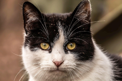 고양이가 새를 노려보는 이유, 강아지가 짖는 이유