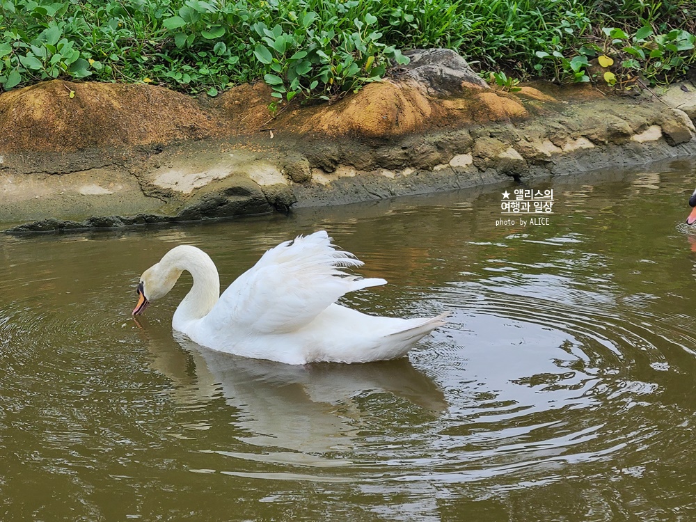 베트남 남호이안 빈원더스 사파리 후기 가격 할인입장권 예약 리버