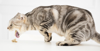 음식을 토하고 있는 고양이.