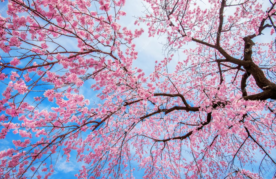 1. 춘천댐 벚꽃길