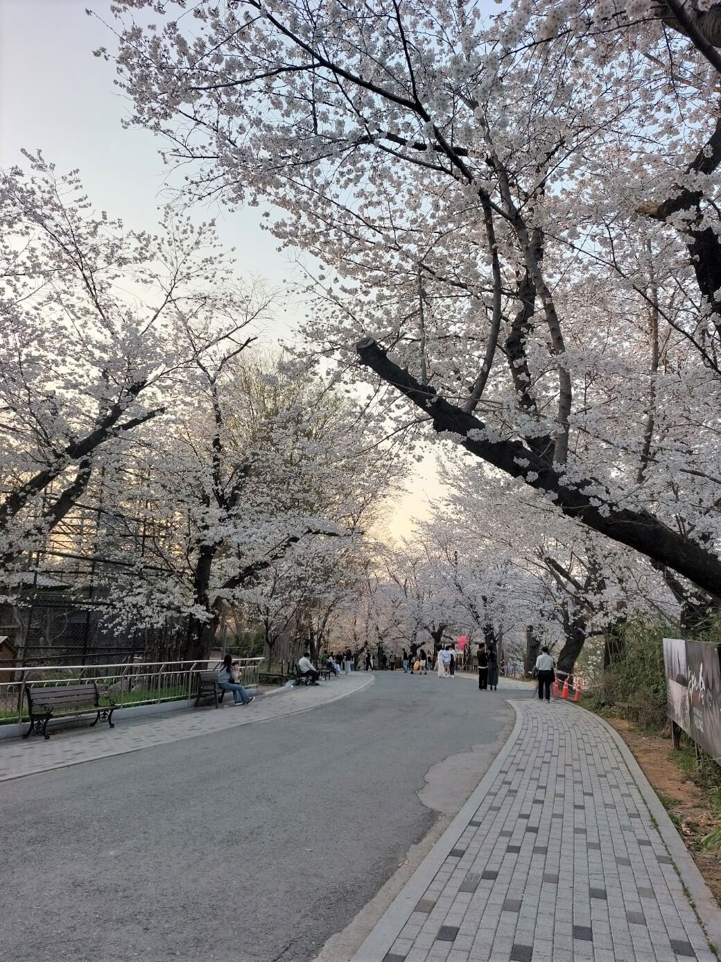 동물원 벚꽃길