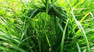 고사성어 결초보은