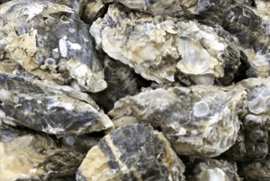 이석증에 좋은 음식09