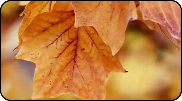 2024년 내장산 단풍절정시기