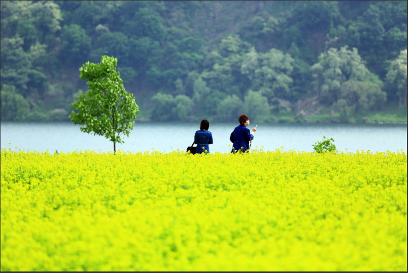 2023.유채꽃 한강예술제.2023년.입장료.가는길.주차장.일정.총정리