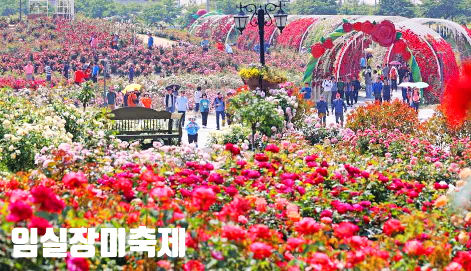 임실N장미축제