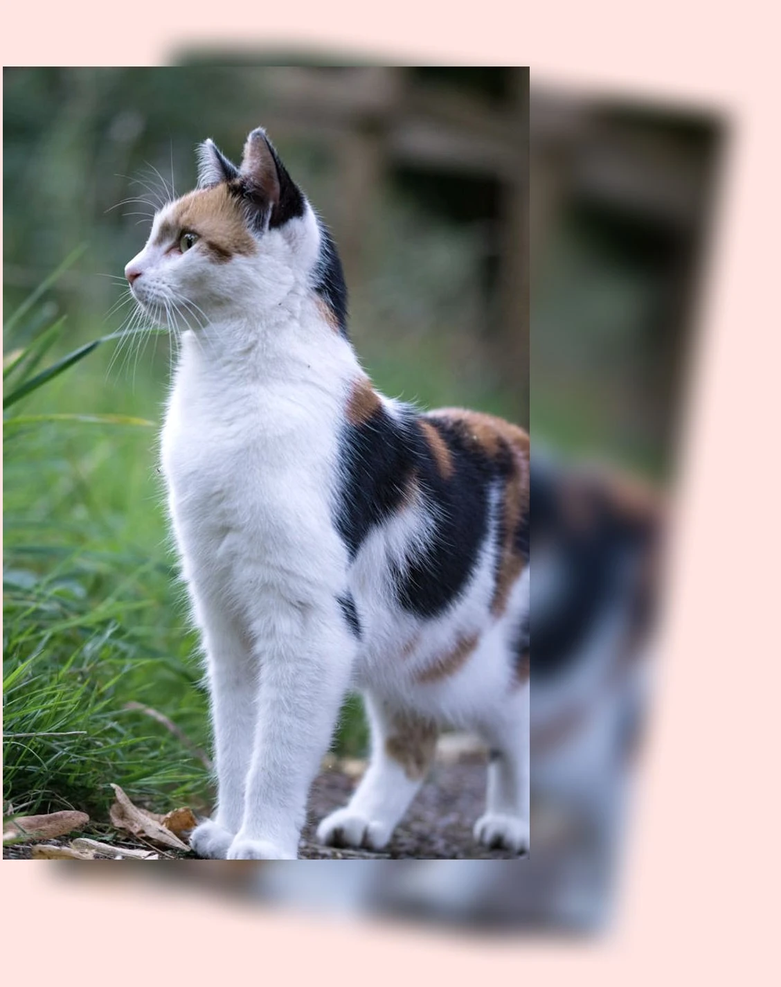 고양이 건강 관리_2_subsection