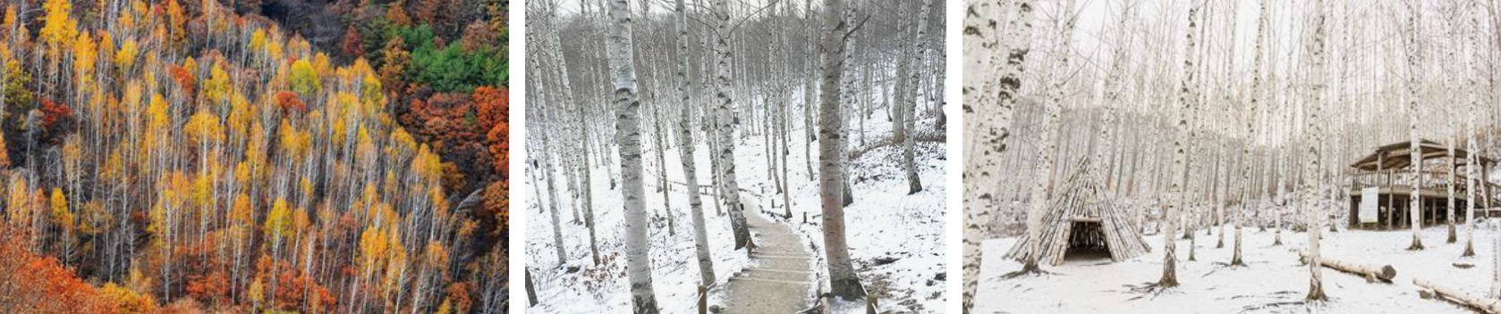 인제 자작나무 숲 풍경 배경