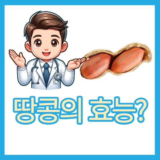 단백질 고단백 땅콩의 효능 땅콩 칼로리 땅콩 하루 섭취량 정리