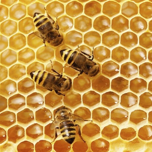 벌집