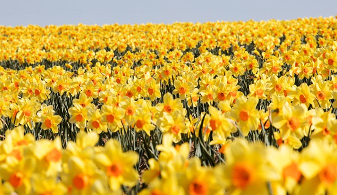 신안 선도 수선화 축제(3)